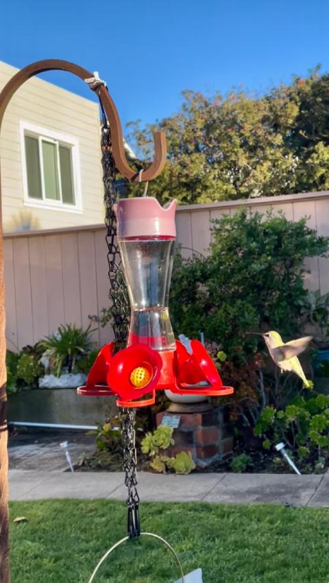 A yellow hummingbird eating at a red bird feeder in a backyard.