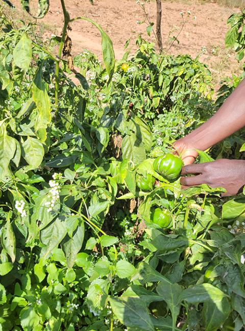 A gardener shows a ripe green pepper on June 2 at the St. Albert's Mission Hospital's community garden in the Diocese of Chinhoyi, Zimbabwe. (courtesy of Eric Makore)