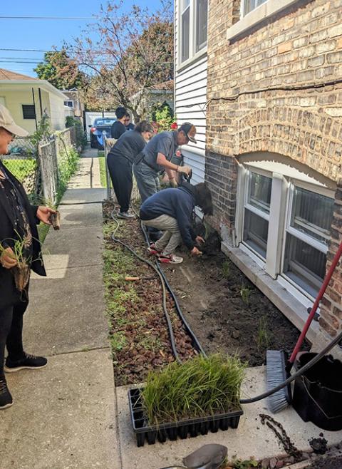 Members of Voces, including Martha Boise, at left, wearing a cap, have worked on phytoremediation projects, like planting rain gardens, at churches and homes in Cicero. (Courtesy of Delia Barajas)