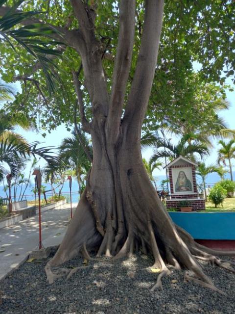 Tree in Manta, Ecuador 