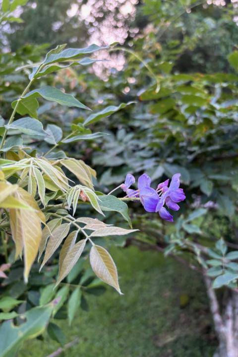 A blossom on the wisteria bush that inspired the author's reflection (Kelly Williams)