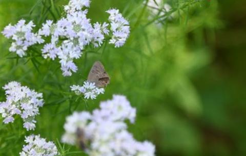 butterfly on flower