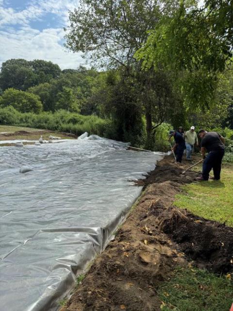 The Dominican Sisters of Hope are using solarization to manage an infestation of invasive mugwort without using herbicides or pesticides. Courtesy of Dominican Sisters of Hope)