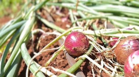 Red onions are ready for harvest in Ortum, northern Kenya.