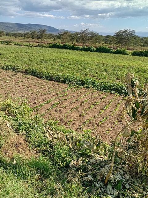 A tree nursery at the Catholic farm in Thika, central Kenya (GSR photo/Shadrack Omuka)