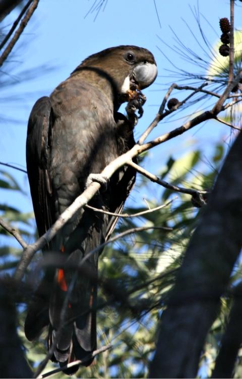 A glossy black cockatoo, one of the species affected by bushfires in Australia, is seen in South East Queensland in 2008. (Wikimedia Commons/Aviceda) A glossy black cockatoo, one of the species affected by bushfires in Australia, is seen in South East Queensland in 2008. (Wikimedia Commons/Aviceda)