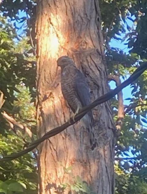 When this hawk landed on the telephone wire, all the nearby animals hid and went silent. (Courtesy of Abby Rampone)