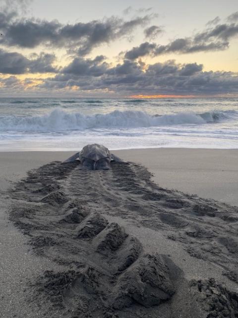 A leatherback sea turtle, "Dermochelys coriacea," returns to the water after nesting, May 7, 2014 (Ecological Associates Inc.) A leatherback sea turtle, "Dermochelys coriacea," returns to the water after nesting, May 7, 2014 (Ecological Associates Inc.)