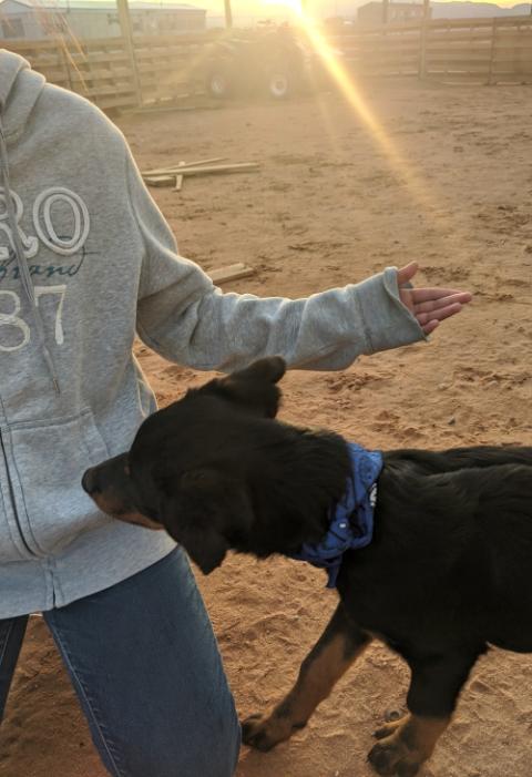 Kerchak smells some yummy peanut butter treats in Krystal's pocket. (Samantha Kominiarek)