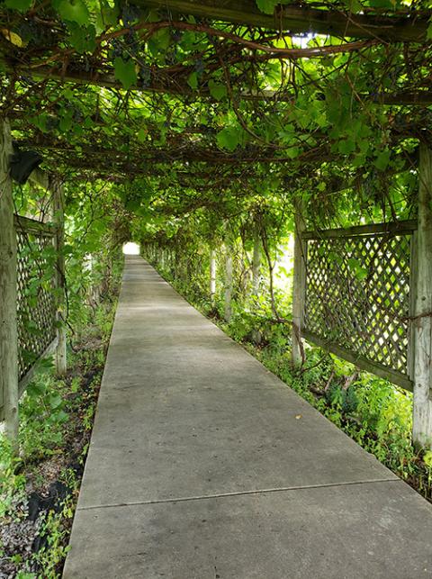 The grape arbor at Notre Dame of Elm Grove in Elm Grove, Wisconsin (Jane Marie Bradish)