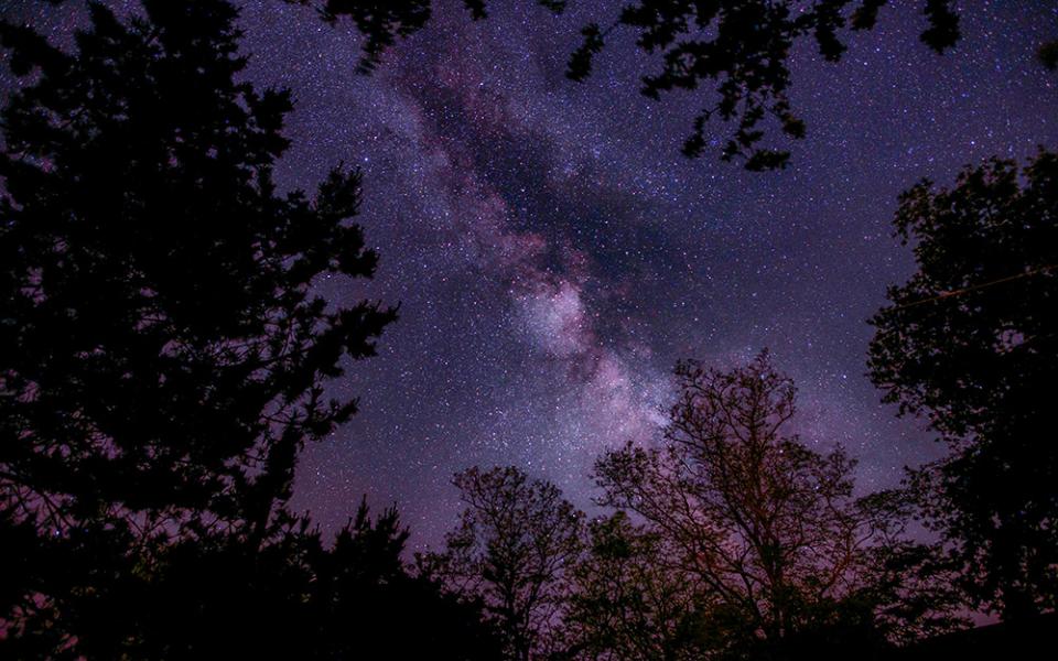 Night sky full of stars viewed through tree branches (Unsplash/Nathan Anderson)