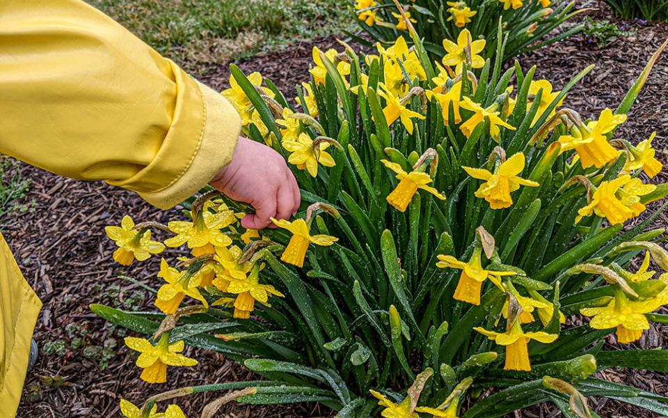 Mary Beth Keenan's daughter touches daffodils in their yard. (Courtesy of Mary Beth Keenan)