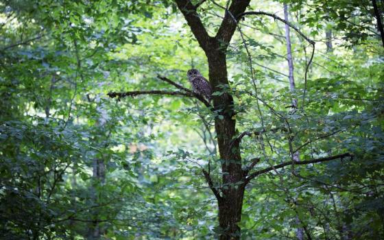 An owl rests on a tree branch in a forest in Kermit, West Virginia. (CNS/Tyler Orsburn)