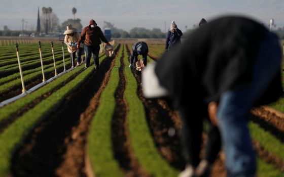 Agricultural workers in Arvin, California, clean carrot crops April 3, during the coronavirus pandemic. (CNS/Reuters/Shannon Stapleton)