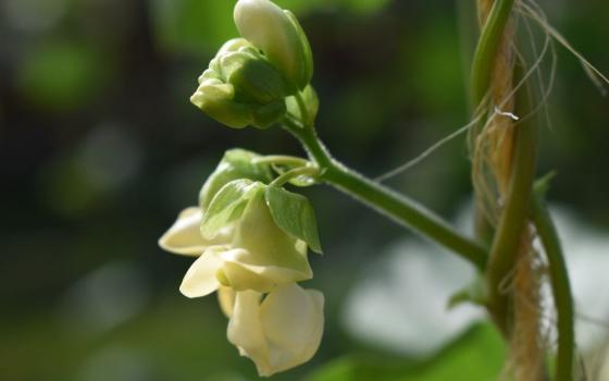 bean plant