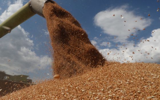 A combine harvester near Hrebeni, Ukraine, loads a truck with wheat July 17, 2020. (CNS/Ruters/Valentyn Ogirenko)