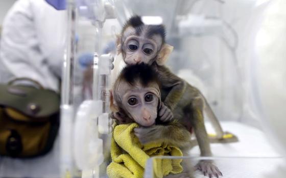 Monkeys cloned from a gene-edited macaque with circadian rhythm disorders are seen in a lab at the Institute of Neuroscience of Chinese Academy of Sciences in Shanghai Jan. 18, 2019. The U.S. Food and Drug Administration's decision to lift animal testing requirements prompts Catholic reflection on what the faith teaches about our relationship to animals and responsibilities to them, particular when it comes to research. (OSV News/Reuters/China Daily)