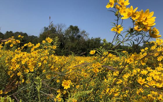 Beggarticks flowers (Bidens frondosa) at Loretto Motherhouse Farm in Kentucky (Susan Classen)