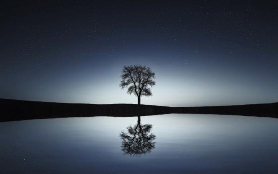 Tree reflected in water (Pixabay/Bessi)