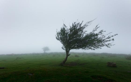 A tree bending in the wind (Unsplash/Khamkéo Vilaysing)