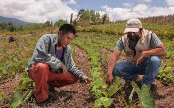 Selvin Alí Hernández and agriculture technician Luis Edgardo García Molina check the crops of his farm that show diversification with association of taro and beans, and he also uses live barriers to prevent erosion and begins to leave stubble to protect the soil in his plot located in Opatoro, Honduras. 