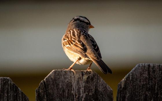 Songbird on a fence (Unsplash/Joshua J. Cotten)