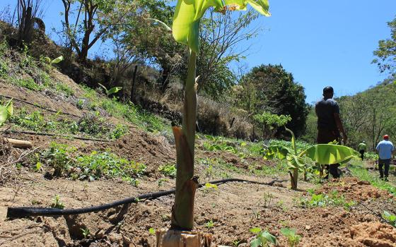 An irrigation system that waters eight plots of land is seen along rows of crops at the family farm of Rony Figueroa in Central Honduras, in a region known as the Dry Corridor, which also stretches into other countries. Figueroa twice migrated when it seemed impossible to build a secure life for his family in Honduras. After returning and receiving support from Catholic Relief Services to adapt farming techniques to climate change impacts, Figueroa has been able to stay and call Honduras home. (NCR photo)