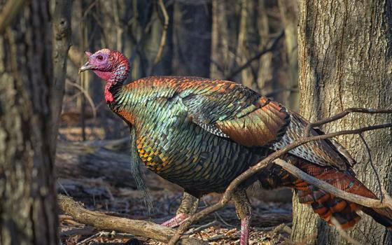 Wild turkey in woods (Unsplash/George Karelitsky)