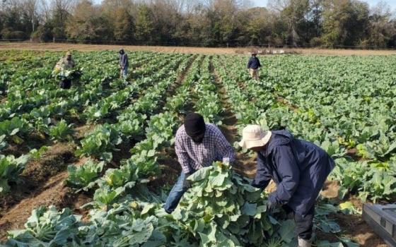 Workers harvest collard greens on John Brown's farm in Dallas County, Alabama.