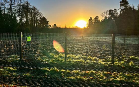 Sunrise on the grounds of Glenstal Abbey in County Limerick, Ireland (Courtesy of 100 Million Trees Project)