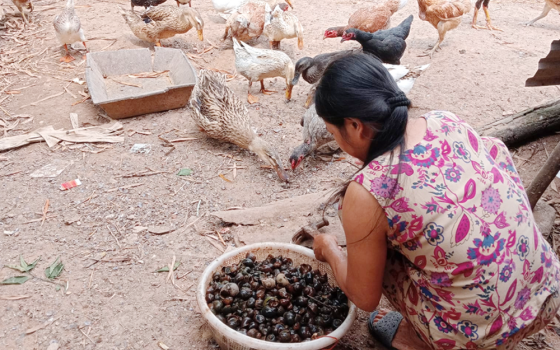 Ho Chi (real name withheld), a survivor of human trafficking, feeds poultry at her garden in Vietnam's Quang Tri province. Nuns have given her financial and emotional support to rebuild her life. (Joachim Pham)