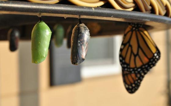 pupas and a butterfly