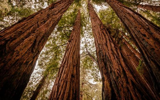 redwood trees