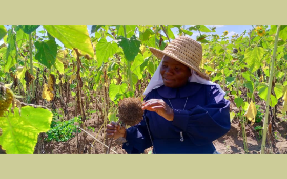 Sr. Nancy Tadala of the Presentation of the Blessed Virgin Mary inspects the sisters' field of sunflowers at their regional house in Nsiyaludzu village in Balaka district, Malawi, Africa. (Courtesy of Nancy Tadala)