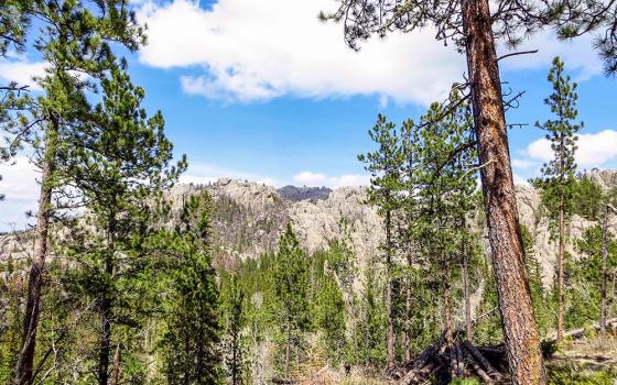 Black Elk Peak in South Dakota is seen in the distance between trees. (Wikimedia Commons/Sam DeLong)