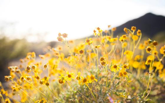 A field full of yellow wildflowers (Unsplash/Alysa Bajenaru)