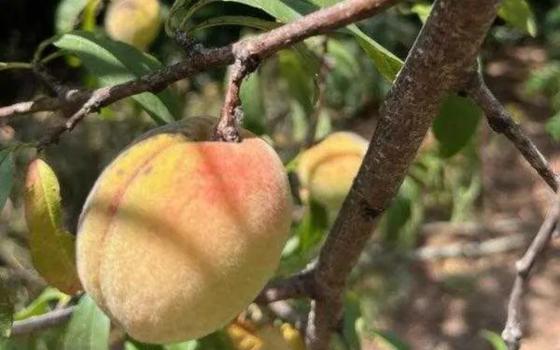 These "Indian peaches" are direct descendants of peach seeds brought across the continent on the Trail of Tears. (Photo courtesy of John John Brown)