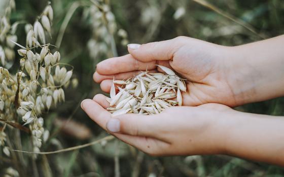 Hands holding seeds (Pixabay/Markus Spiske)