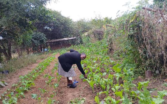  Sr. Melania Nyamukuwa prunes wilted vegetables to feed rabbits in the International Medical Association residential garden (Courtesy of Eric Makore) 