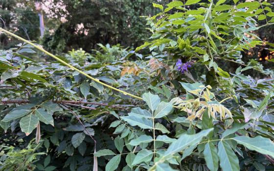 Wisteria bush that inspired the author's reflection (Kelly Williams)