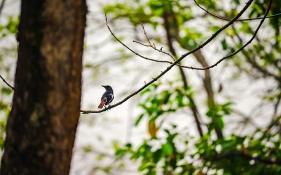 A bird perched on a bare branch in the woods (Unsplash/Soonam Wooeser)
