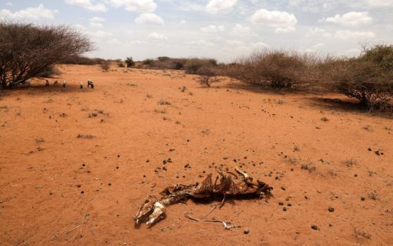 The carcass of a donkey lies on the dried-up ground near the town of Kargi, Kenya, Oct. 9, 2021. (CNS/Reuters/Baz Ratner)