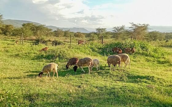 Animals graze on the Catholic farm in Thika, central Kenya. The farm curbs land degradation through non-till practices, promoting agroforestry and other ways of improving tree cover and soil health. (GSR photo/Shadrack Omuka)
