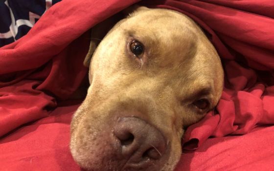 Zod peeks out from the bedsheets. He's one of 10 puppies (plus their mom) that Maureen K. Day's family fostered. (Courtesy of Maureen K. Day)