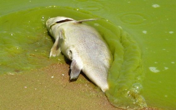 A dead fish on the shore of Lake Erie is covered by a green wave of algae. (Courtesy of NOAA)