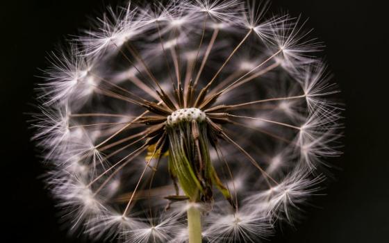 dandelion