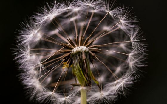 dandelion