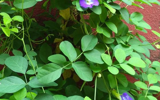 Sister Lissy’s butterfly pea plant in the convent garden (Lissy Marathanakuzhy)