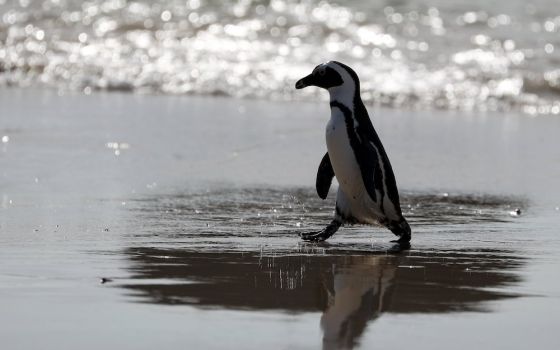 An endangered African penguin emerges from the water at Seaforth Beach, South Africa, Nov. 3, 2020. (CNS/Reuters/Sumaya Hisham)