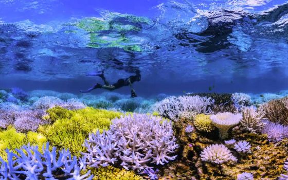 A scene from the 2017 documentary "Chasing Coral." (Netflix)